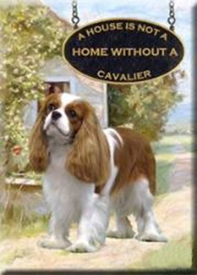 cavalier in charles spaniels home sweet home 