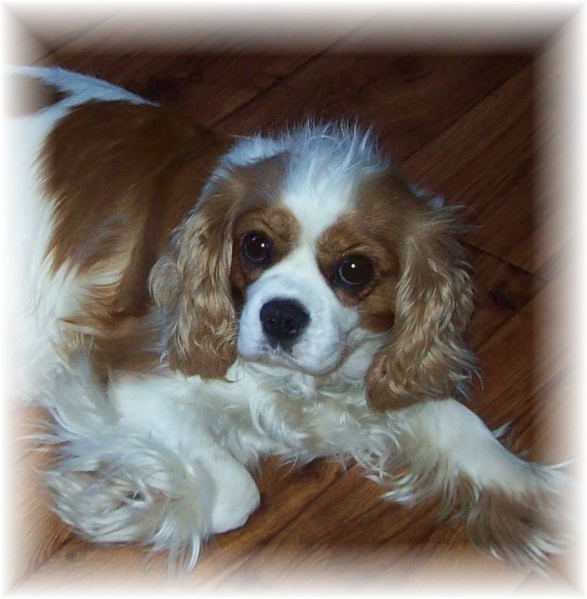 Our-ladies, Cavalier King Charles Spaniels Kalamazoo Michigan Spaniel 