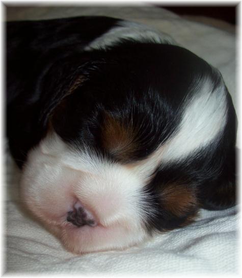 King Charles Cavalier Puppies For Sale In Michigan. Cavalier Knig Charles Spaniels